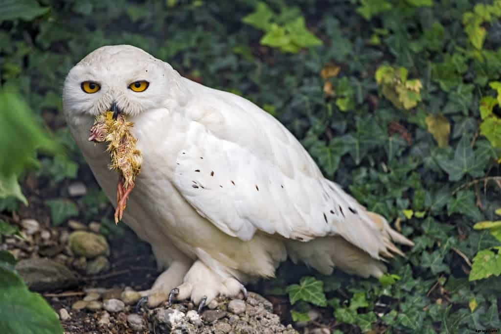 List of Chicken Predators and How to Get Them Out of Your Chicken Coop.
