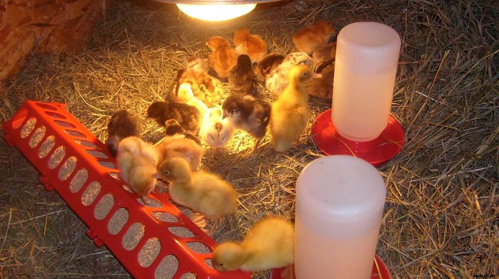 Chick Heating: How to Keep Baby Chicks Warm All Day