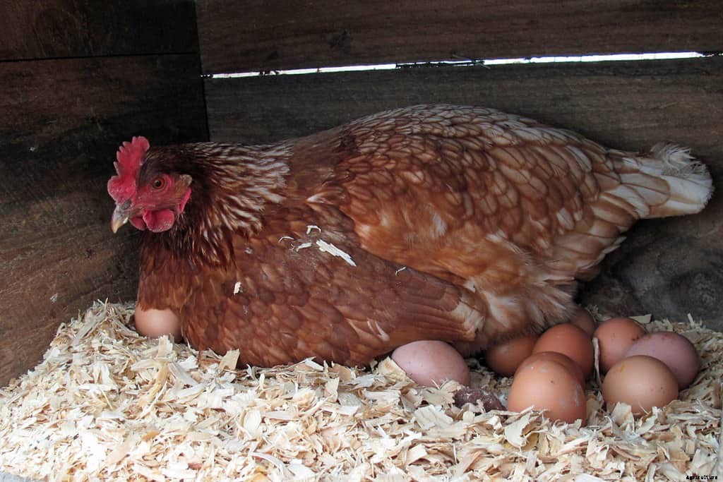 How to Hatch Chicken Eggs Step by Step