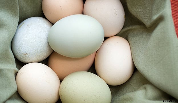 Fertilized Chicken Eggs – Everything You Need to Know
