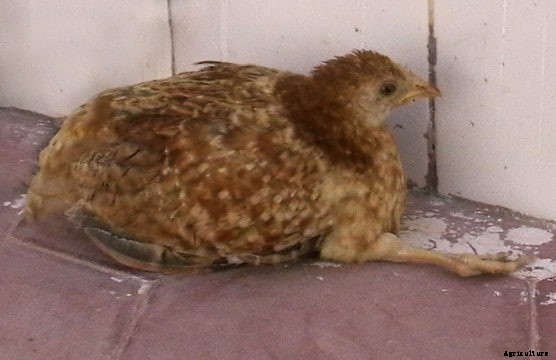 Marek’s Disease; Causes, Symptoms, Treatment and Prevention Tips