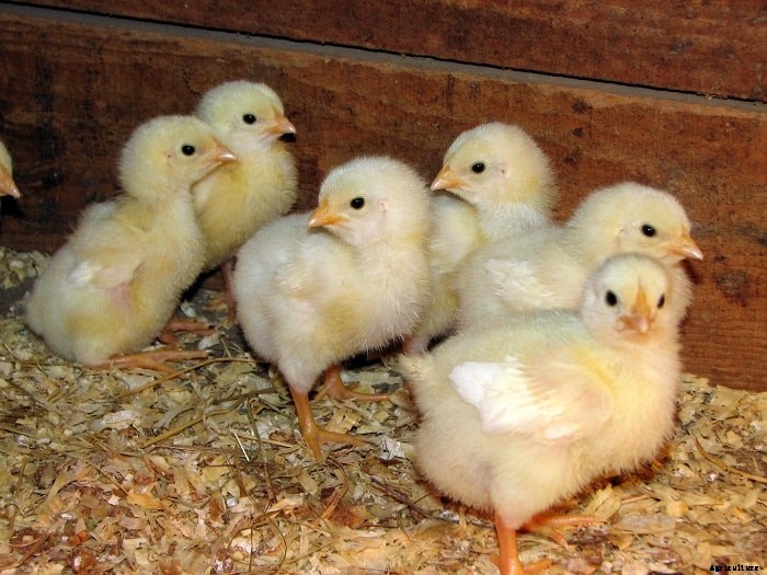 How To Care For Day-Old Chicks