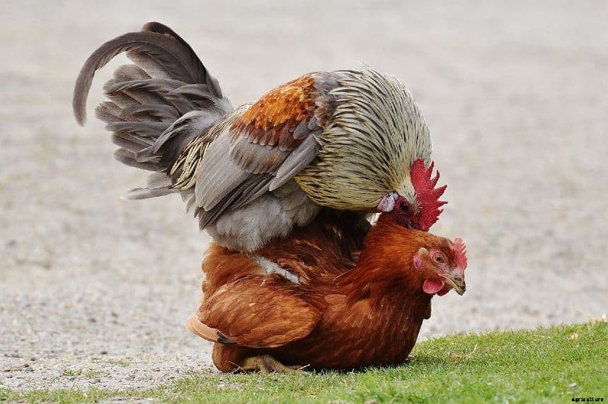 How Do Chickens Mate? A Detailed Explanation