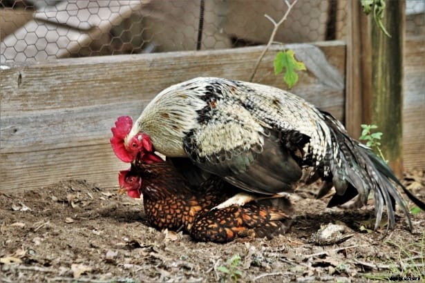 How Do Chickens Mate? A Detailed Explanation