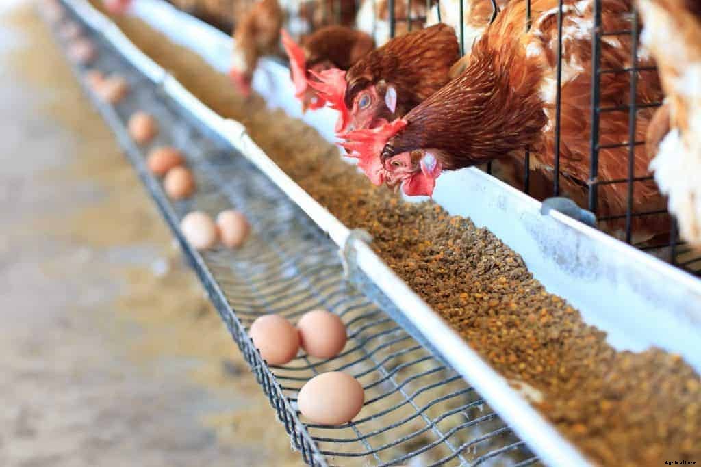 Chickens Are Not Laying Eggs Yet? See 15 Common Reasons and Solution