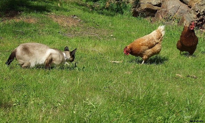 Chickens Are Not Laying Eggs Yet? See 15 Common Reasons and Solution