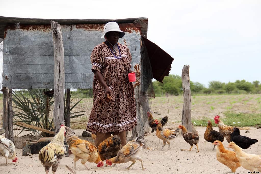 What Can You Feed Chickens to Make Them Lay Eggs?