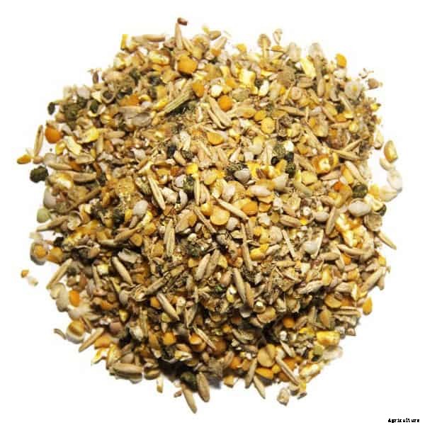 How to Make The Best Organic Chicken Feed For Your Farm