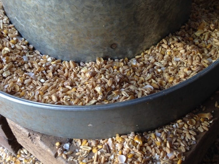 How to Make The Best Organic Chicken Feed For Your Farm