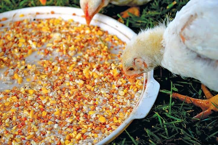 What do Chickens Eat to Grow Big?