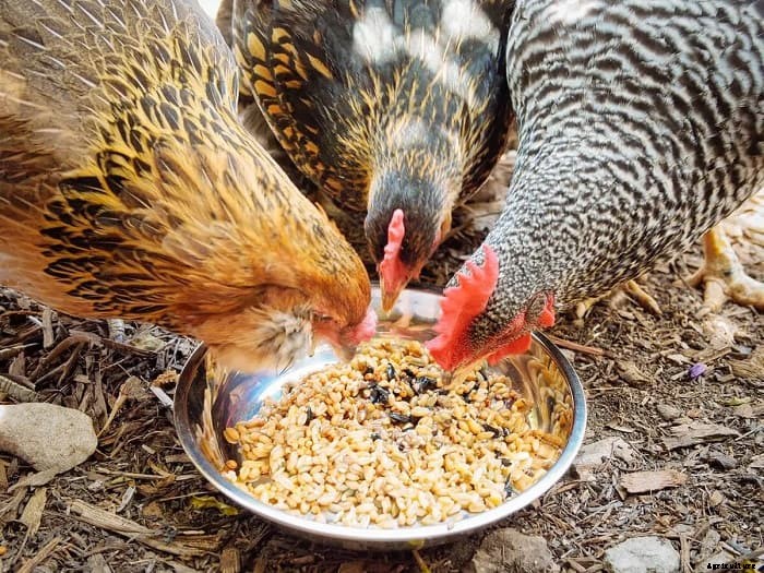 What do Chickens Eat to Grow Big?