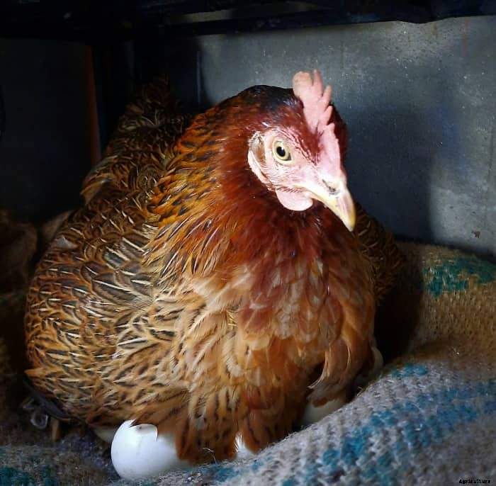 12 Best Chicken breeds for Eggs – chicken breeds for eggs