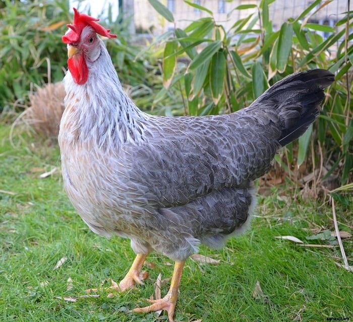 12 Best Chicken breeds for Eggs – chicken breeds for eggs