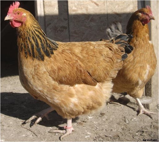 12 Best Chicken breeds for Eggs – chicken breeds for eggs
