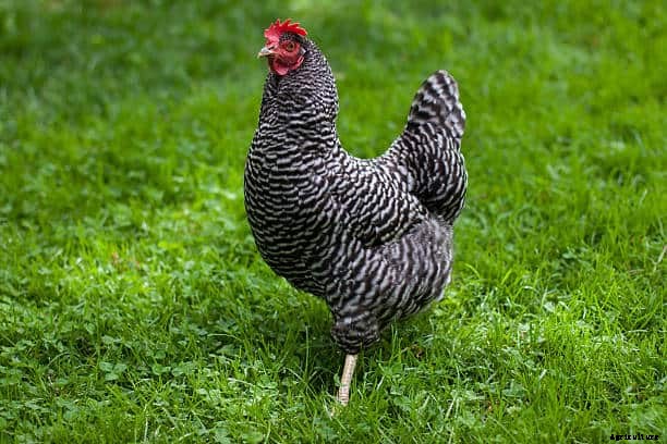 12 Best Chicken breeds for Eggs – chicken breeds for eggs