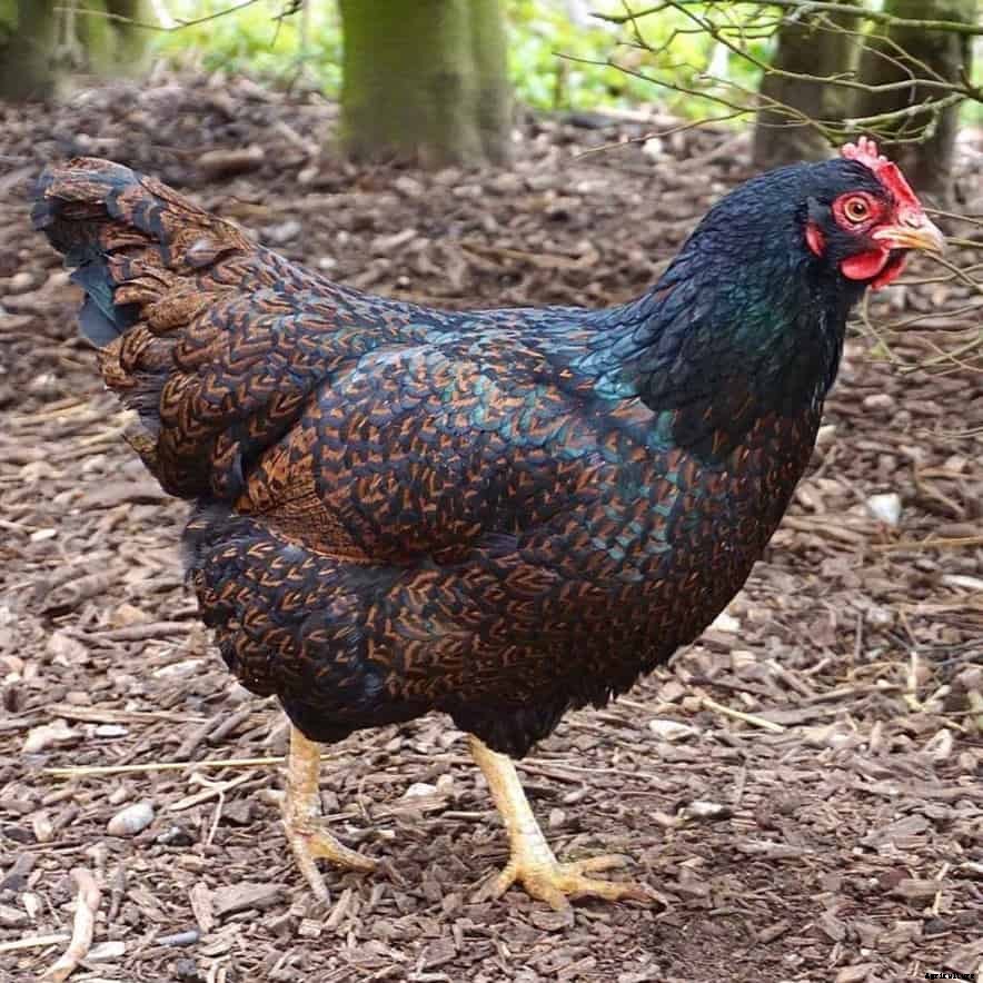 12 Best Chicken breeds for Eggs – chicken breeds for eggs