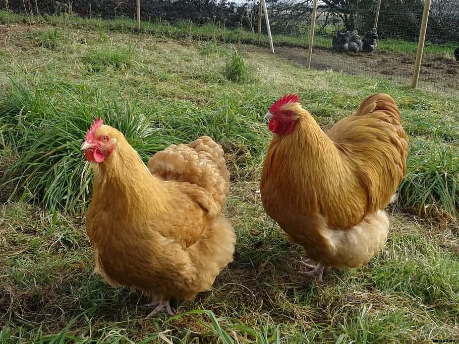 12 Best Chicken breeds for Eggs – chicken breeds for eggs