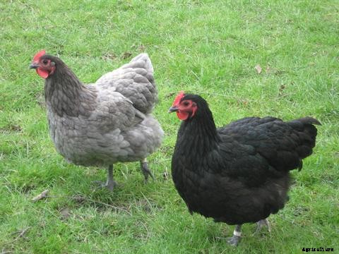 12 Best Chicken breeds for Eggs – chicken breeds for eggs