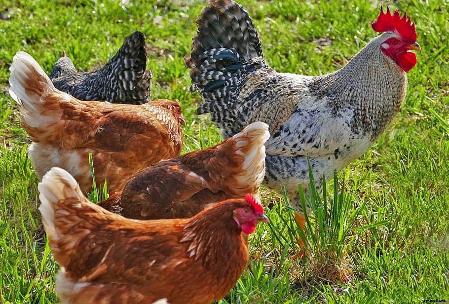 What Type of Chickens Lay Large Eggs? [The complete list]