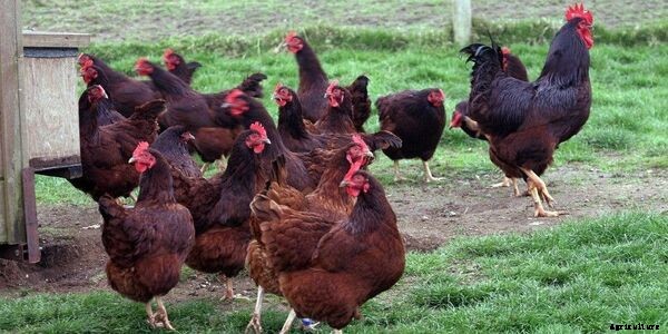 What Type of Chickens Lay Large Eggs? [The complete list]
