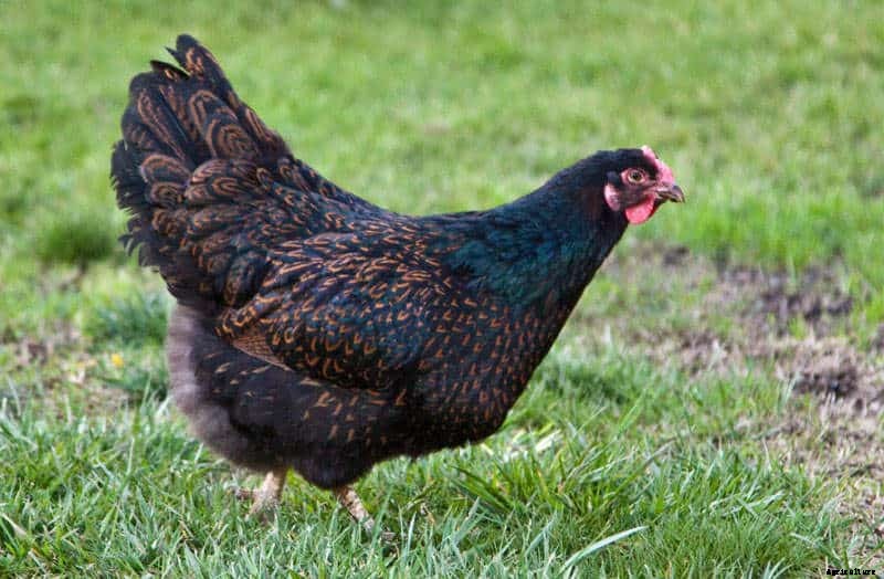 What Type of Chickens Lay Large Eggs? [The complete list]