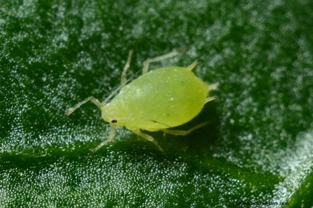 Effective Organic Controls Against 31 Stubborn Vegetable Insects Pests