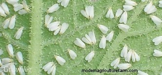 Effective Organic Controls Against 31 Stubborn Vegetable Insects Pests