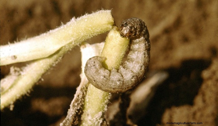 Effective Organic Controls Against 31 Stubborn Vegetable Insects Pests