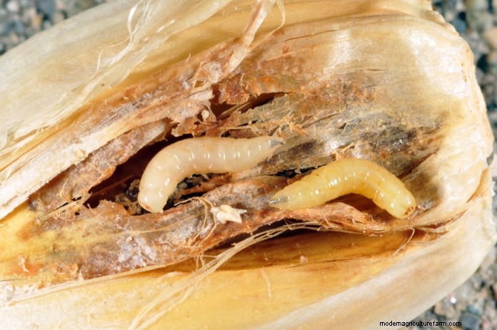 Effective Organic Controls Against 31 Stubborn Vegetable Insects Pests