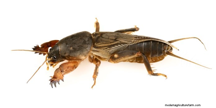 Effective Organic Controls Against 31 Stubborn Vegetable Insects Pests