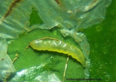 Effective Organic Controls Against 31 Stubborn Vegetable Insects Pests