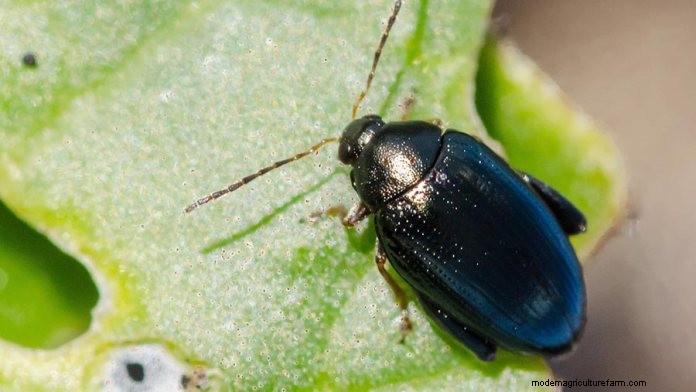 Effective Organic Controls Against 31 Stubborn Vegetable Insects Pests