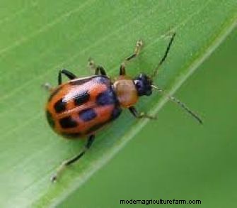 Effective Organic Controls Against 31 Stubborn Vegetable Insects Pests