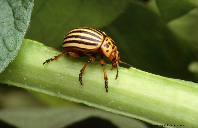 Effective Organic Controls Against 31 Stubborn Vegetable Insects Pests