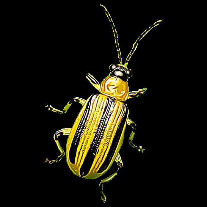 Effective Organic Controls Against 31 Stubborn Vegetable Insects Pests