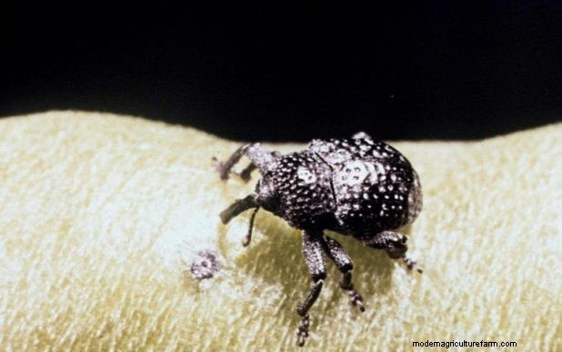 Effective Organic Controls Against 31 Stubborn Vegetable Insects Pests