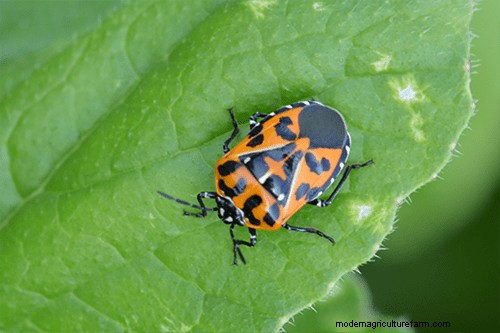 Effective Organic Controls Against 31 Stubborn Vegetable Insects Pests