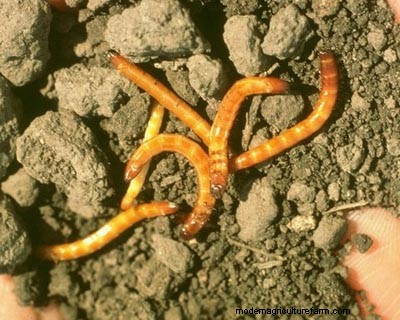 Effective Organic Controls Against 31 Stubborn Vegetable Insects Pests