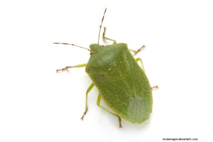 Effective Organic Controls Against 31 Stubborn Vegetable Insects Pests