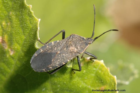 Effective Organic Controls Against 31 Stubborn Vegetable Insects Pests