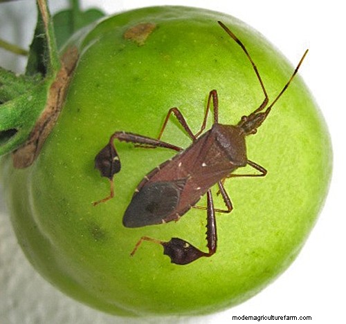 Effective Organic Controls Against 31 Stubborn Vegetable Insects Pests