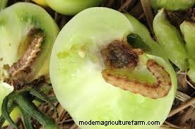 Effective Organic Controls Against 31 Stubborn Vegetable Insects Pests