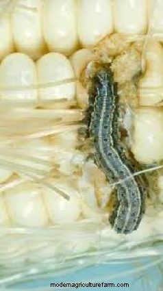 Effective Organic Controls Against 31 Stubborn Vegetable Insects Pests