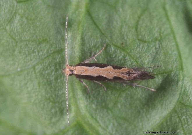 Effective Organic Controls Against 31 Stubborn Vegetable Insects Pests