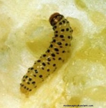 Effective Organic Controls Against 31 Stubborn Vegetable Insects Pests