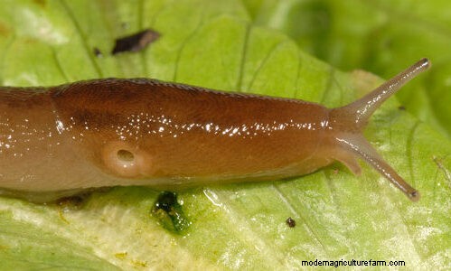 Effective Organic Controls Against 31 Stubborn Vegetable Insects Pests