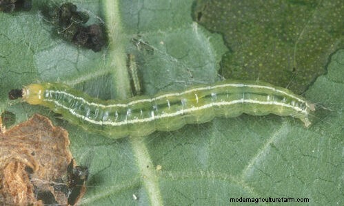 Effective Organic Controls Against 31 Stubborn Vegetable Insects Pests