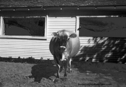 Treating and Thwarting Bloat in Cattle