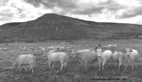 Treating and Thwarting Bloat in Cattle