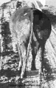 Treating and Thwarting Bloat in Cattle